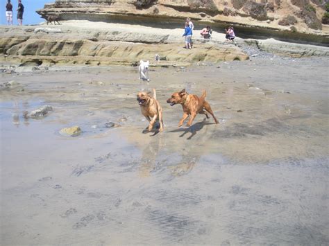 Dog Park & Beach in North County | Military Town Advisor