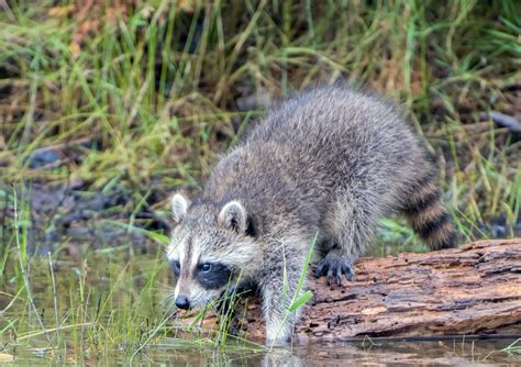 Repair raccoon damage | Humane Wildlife Control Society