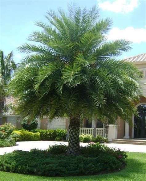 Phoenix sylvestris Silver Wild Date Palm Cold and Humidity | Etsy in ...