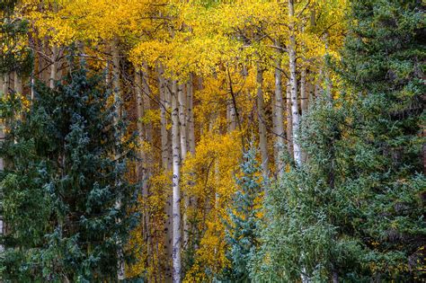 Aspen Colorado photo Colorado fall color photography | Etsy