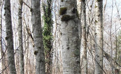 Red Alder, Alnus rubra | Native Plants PNW