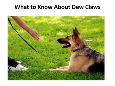 What to know about dew claws | PPT