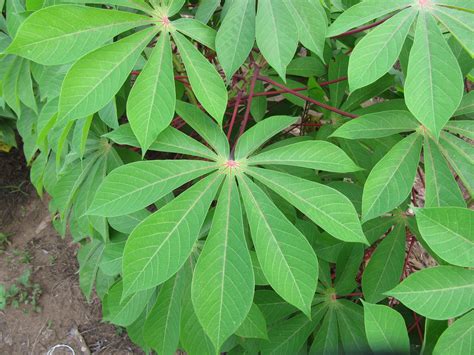 Image result for cassava plant | Plant identification, Plant aesthetic ...