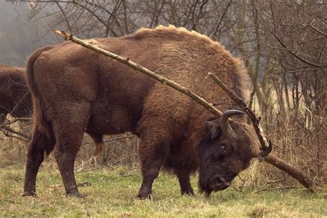 Wisent Bison, Horses, Special, Animals, Animales, Animaux, Animal, Animais, Horse