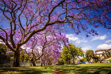 Purple Flowers Tree California | Jacaranda Mimosifolia Season