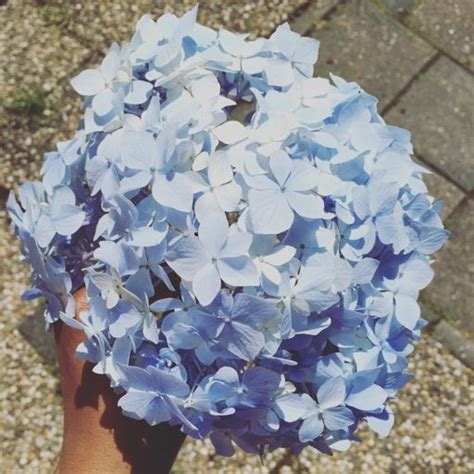 Hydrangea | Photography Amino