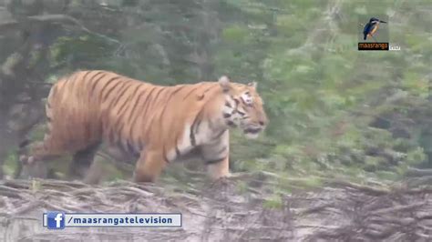 Tiger Monitoring - YouTube