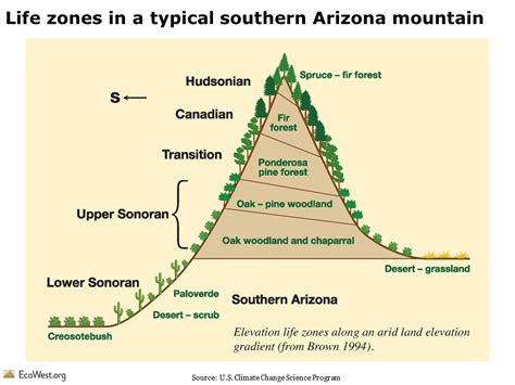 Mountain species, climate change and escalator effect - EcoWest