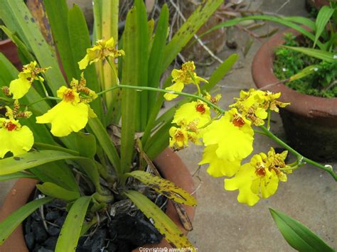 Gower Ramsey | Orchid Oncidium | Types of Orchids | Dancing Dolls ...