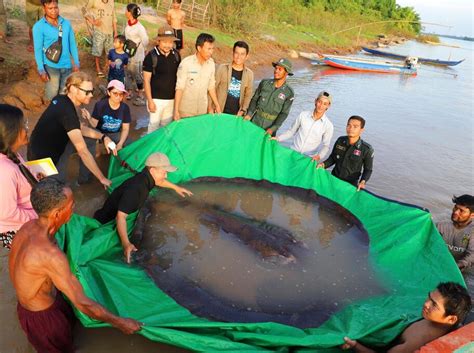 Berita dan Informasi Ikan terbesar di dunia Terkini dan Terbaru Hari ...