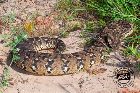 Puff Adder - African Snakebite Institute