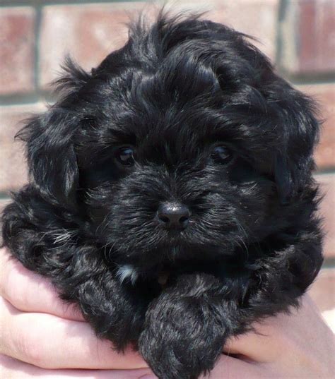 The Havanese Dogs Temperament #havaneseifyouplease #havanesephotos #havanesedogsfullgrown ...