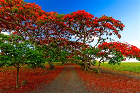 Flamboyant Alley | Nature photography trees, Flowering trees, Beautiful ...