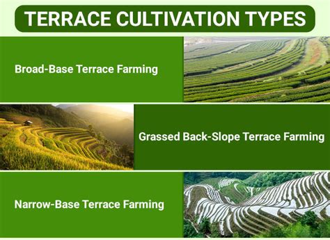 Terrace Farming in India - Cultivation, Types & Benefits