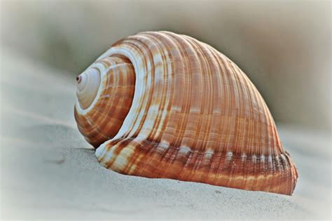 Pile of Beige Seashells Near Seashore · Free Stock Photo