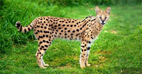 How Big Are Serval Cats? Growth Chart and Progression by Age - A-Z Animals