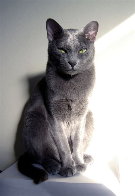 Korat Info, Personality, Kittens, Pictures | Cat Breed Selector