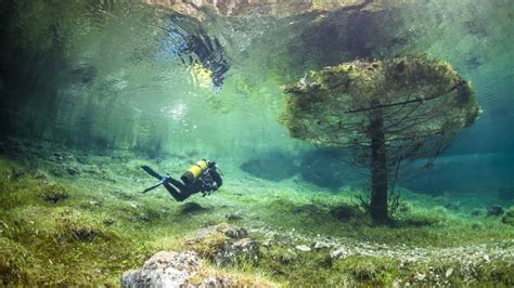 Every Year, This Nature Park Transforms Into an Underwater Forest