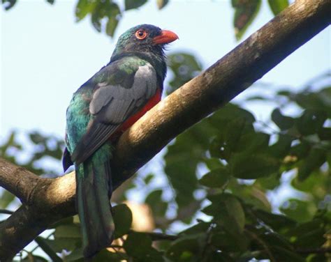 Honduras Birds - 10,000 Birds