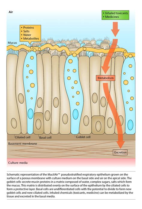 Human respiratory tissue model for toxicity of inhaled pollutants ...