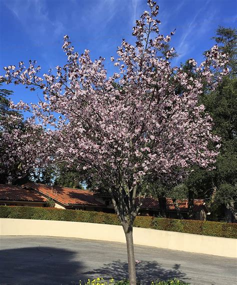 Purple-Leaf Flowering Plum – Santa Barbara Beautiful | Purple plum tree, Flowering plum tree ...