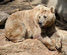 Gobi Bear | Creatures of the World Wikia | Fandom