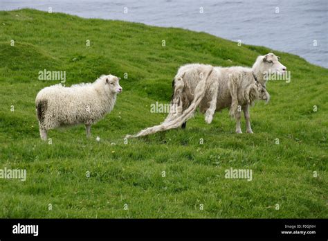 Faroese sheep, Faroe Islands Stock Photo - Alamy