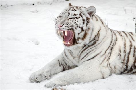 tigre blanco | Snow tiger, White tiger, Pet tiger