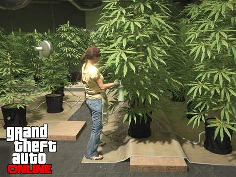 How to get GTA Online Weed Farm in 2023: A beginner's guide