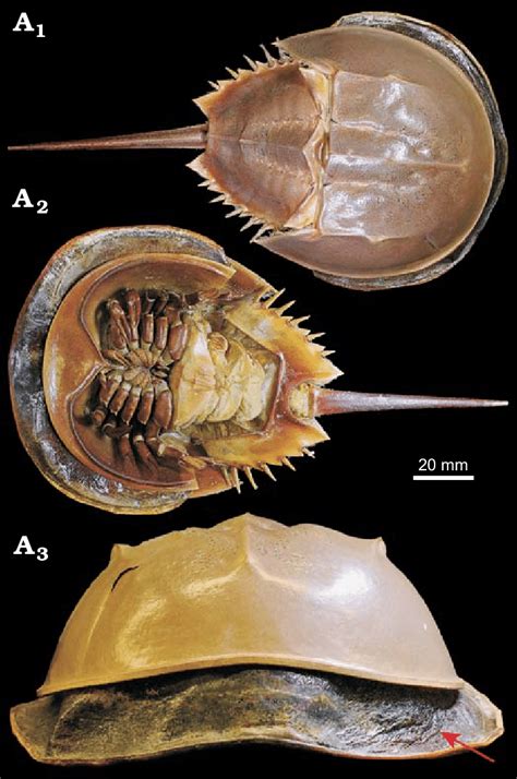 Mid-moult specimen of Limulus polyphemus Linnaeus, 1758 (YPMIZ 55597),... | Download Scientific ...