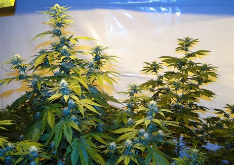 7 Disadvantages to Autoflowering Seeds