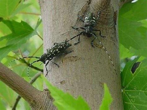 Asian longhorned beetle larvae eat plant tissues that their parents cannot