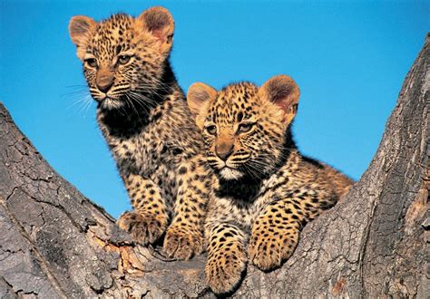 African Leopard Facts, Distribution, Habitat, Diet, Pictures