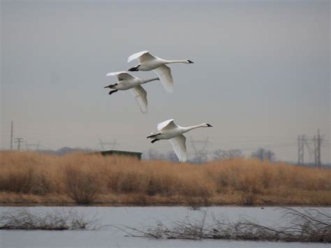 Trumpeter Swans migrate through Alton each Spring | Trumpeter swan, Alton, Great river