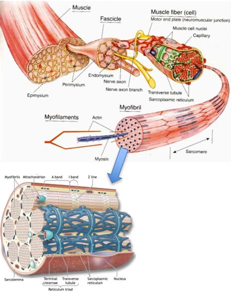 [最も人気のある！] epimysium diagram 688265-Epimysium diagram