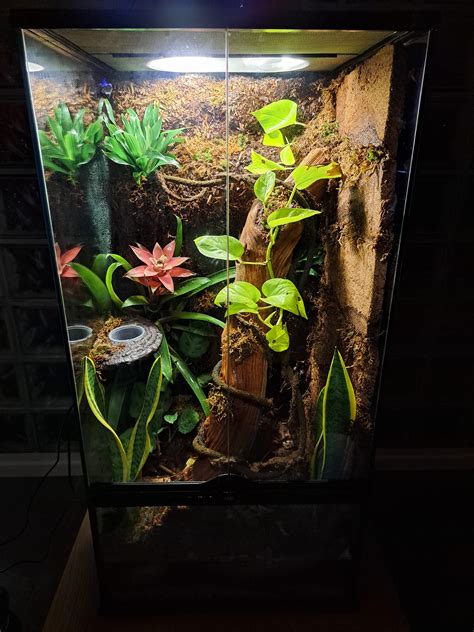 Our first bioactive terrarium : r/Terrarium