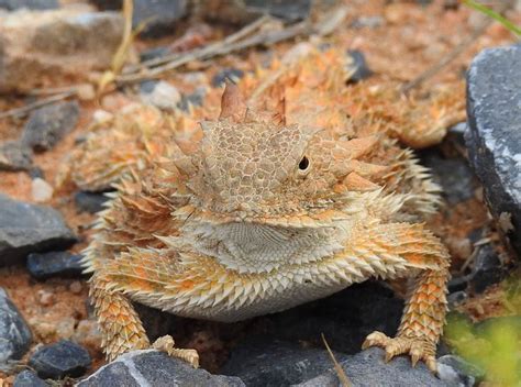 271 best Sonoran Desert Reptiles images on Pinterest | Reptiles, Lizards and Horned lizard