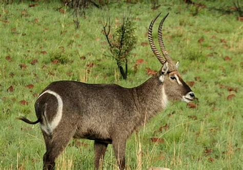 Pilanesberg Wildlife