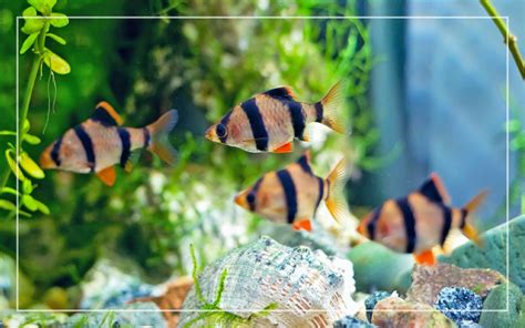 How to Breed Tiger Barbs? Beginner's Guide to Breeding Tiger Barb Fish