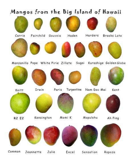 Mangoes - which ones are your favorite? - Learning Thursdays