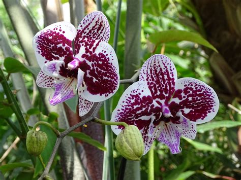 Orchids now on glorious display – Exhibits
