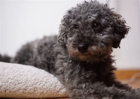 Poodle Cuts: 12 Best Poodle Haircuts, Care & Grooming Tips