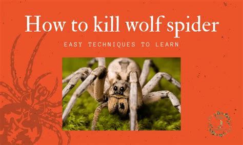 How to Kill Wolf Spider? Natural Ways to Kill Wolf Spider