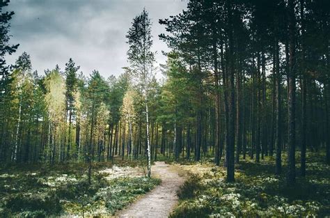 ***Forest path (Estonia) by Hendrik Mändla (@hendrik.mandla) on ...