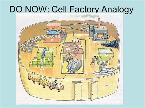 DO NOW: Cell Factory Analogy - ppt video online download - Worksheets Library