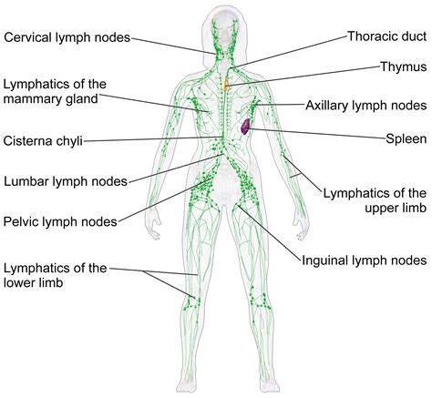 conocido Siesta Puede ser ignorado anatomia ganglios Lobo con piel de cordero Negociar Cementerio