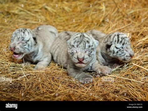 Bengal tiger cub newborn hi-res stock photography and images - Alamy