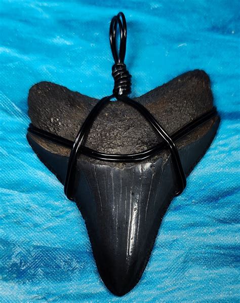 Museum Quality Megalodon Shark Tooth Necklace · L1: 2.24 L2: 2.11 · MegaTeeth