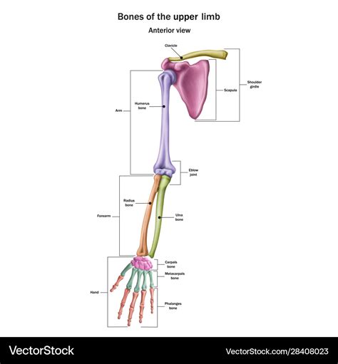 Snn bones upper limb with name Royalty Free Vector Image