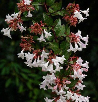 Abelia grandiflora – Cedar Lodge Nurseries